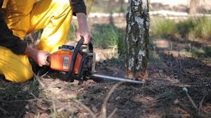 Best Storm Damage Tree Cleanup  in Centralia, MO